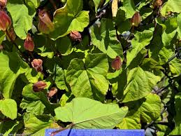Attēlu rezultāti vaicājumam “Calystegia sepium leaf”