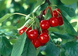 Attēlu rezultāti vaicājumam “Cerasus”