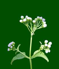 Image result for Ageratum conyzoides