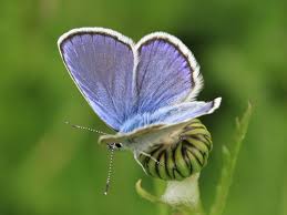 Attēlu rezultāti vaicājumam “Plebejus idas”