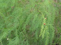 Attēlu rezultāti vaicājumam “Asparagus officinalis leaf”