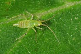 Attēlu rezultāti vaicājumam “Blepharidopterus angulatus”