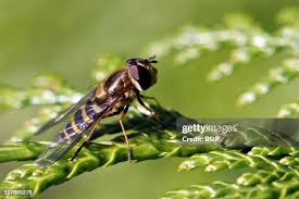 Attēlu rezultāti vaicājumam “Episyrphus balteatus”