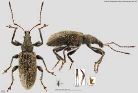 Attēlu rezultāti vaicājumam “Phyllobius”