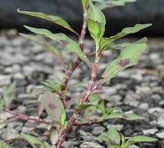 Attēlu rezultāti vaicājumam “Persicaria maculosa”