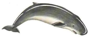 Image result for Kogia breviceps