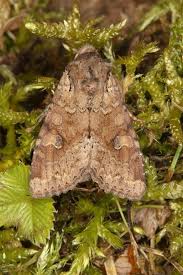 Attēlu rezultāti vaicājumam “Apamea sordens”