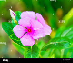 Attēlu rezultāti vaicājumam “Caryophyllaceae”