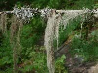 Attēlu rezultāti vaicājumam “Bryoria capillaris”