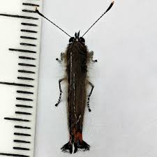 Attēlu rezultāti vaicājumam “Satyrium w-album underside”