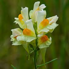 Attēlu rezultāti vaicājumam “Linaria vulgaris flower”
