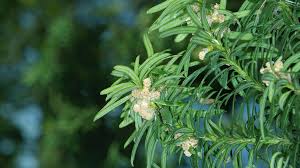Attēlu rezultāti vaicājumam “Taxus baccata male flower”