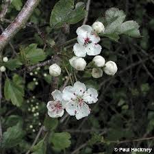 Attēlu rezultāti vaicājumam “Crataegus x macrocarpa leaf”