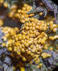 Attēlu rezultāti vaicājumam “Oligonema flavidum”