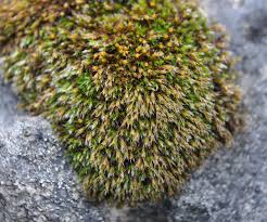 Attēlu rezultāti vaicājumam “Seligeria donniana”