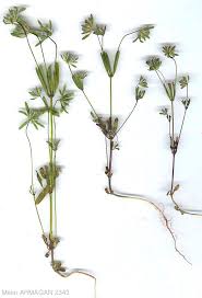 Attēlu rezultāti vaicājumam “Rubiaceae”