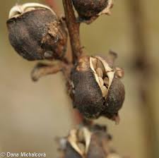 Attēlu rezultāti vaicājumam “Pedicularis sceptrum-carolinum leaf”