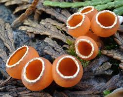 Attēlu rezultāti vaicājumam “Discina perlata”