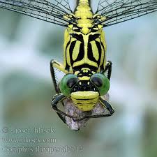 Attēlu rezultāti vaicājumam “Gomphus flavipes”