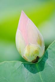 Attēlu rezultāti vaicājumam “Lotus sp. bud”