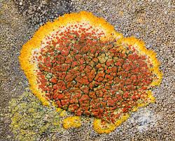 Attēlu rezultāti vaicājumam “Caloplaca saxicola”