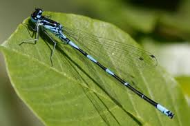Attēlu rezultāti vaicājumam “Coenagrion pulchellum”