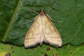 Attēlu rezultāti vaicājumam “Mecyna flavalis”