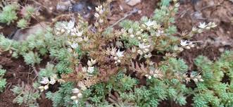 Attēlu rezultāti vaicājumam “Sedum pallidum bud”