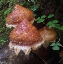 Attēlu rezultāti vaicājumam “Stropharia albocrenulata”