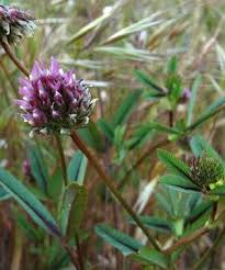 Attēlu rezultāti vaicājumam “Trifolium alpestre flower”