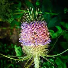 Attēlu rezultāti vaicājumam “Dipsacus fullonum”