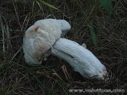 Attēlu rezultāti vaicājumam “Hypomyces chrysospermus”