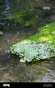 Attēlu rezultāti vaicājumam “Callitriche cophocarpa leaf”