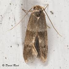 Attēlu rezultāti vaicājumam “Coleophoridae”