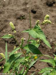 Attēlu rezultāti vaicājumam “Persicaria lapathifolia”
