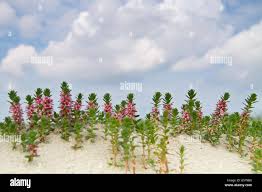 Attēlu rezultāti vaicājumam “Glaux maritima”