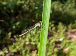 Attēlu rezultāti vaicājumam “Lestes dryas male”