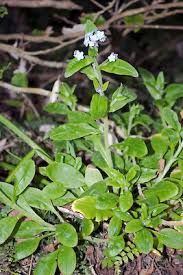 Attēlu rezultāti vaicājumam “Myosotis sylvatica leaf”