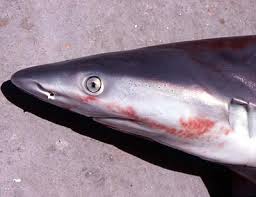 Image result for Carcharhinus plumbeus