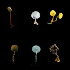 Attēlu rezultāti vaicājumam “Physarum flavicomum”