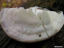 Attēlu rezultāti vaicājumam “Tyromyces chioneus”