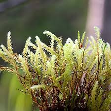 Attēlu rezultāti vaicājumam “Pohlia wahlenbergii”