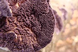 Attēlu rezultāti vaicājumam “Trichaptum biforme”