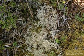 Attēlu rezultāti vaicājumam “Cladonia ciliata”