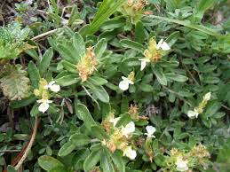 Attēlu rezultāti vaicājumam “Diderma montanum”