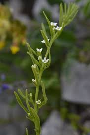 Attēlu rezultāti vaicājumam “Thesium ebracteatum leaf”