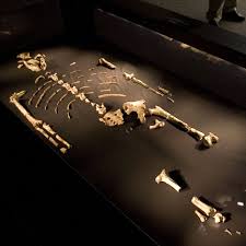 Image result for lucy