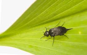 Attēlu rezultāti vaicājumam “Mordellidae”