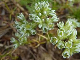 Attēlu rezultāti vaicājumam “Scleranthus perennis flower”