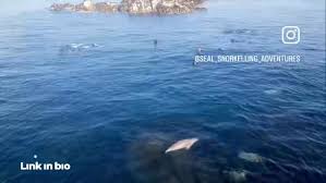 Image result for Wyndley Seals Snorkelling Club